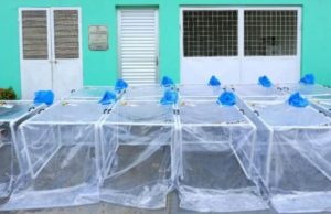 Índios Saterê fabricam as próprias cápsulas não invasivas em MauésEquipamentos criados em Manaus estão salvando vidas