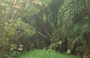 Após ficar atolado em aningal, cãozinho vira-lata é resgatadoO bichinho está bem