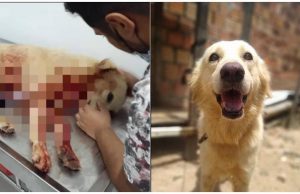 Família acusa policiais de matarem cão de estimação em Manaus"Eles ficam rindo da cara da gente, ficam rindo", diz o jovem no vídeo