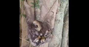 Sem banhistas, corujas e bichos-preguiça ocupam a Ponta NegraDonos do pedaço