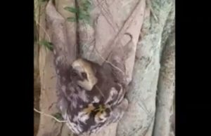 Sem banhistas, corujas e bichos-preguiça ocupam a Ponta NegraDonos do pedaço