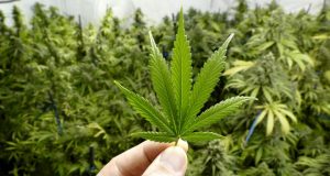 Fumar maconha no intervalo do expediente não rende demissão por justa causaCaso ocorreu no DF. Para TRT, empregado não pode ser demitido sumariamente, pois estava no intervalo, longe do local de expediente