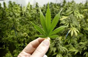 Fumar maconha no intervalo do expediente não rende demissão por justa causaCaso ocorreu no DF. Para TRT, empregado não pode ser demitido sumariamente, pois estava no intervalo, longe do local de expediente