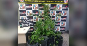 PM descobre “sítio da maconha” no TarumãO homem confessou à polícia que era ele quem cultivava a maconha, e que segundo ele, o ilícito seria para consumo próprio