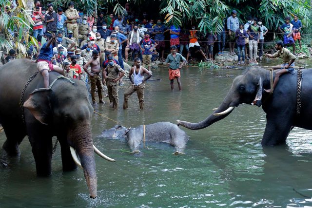 Elephant in Kerala dies after suspected firecrackers hidden in fruit exploded in its mouth