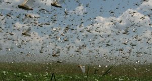 Gafanhotos se aproximam do Brasil com apetite de 20 mil vacasDevoradores de pastagens