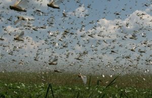 Gafanhotos se aproximam do Brasil com apetite de 20 mil vacasDevoradores de pastagens