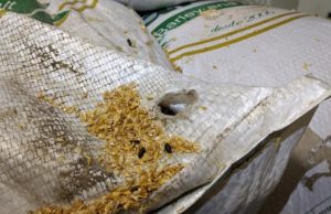 Justiça derruba liminar que suspendia interdição de cervejaria artesanal em ManausNo dia da inspeção foi identificado 1,8 tonelada de malte com alterações, em embalagens perfuradas e com fezes de roedores