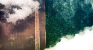 Cepal recomenda agricultura sem queimadas na AmazôniaMétodo Tipitamba substitui queimada pelo sistema de corte e trituração