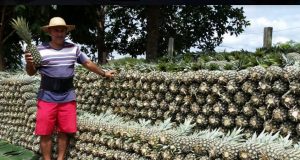 Abacaxi de Itacoatiara ganha fama de o mais doce do mundoNão é pra qualquer um