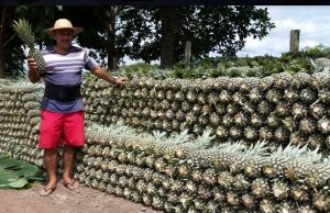 Abacaxi de Itacoatiara ganha fama de o mais doce do mundoNão é pra qualquer um