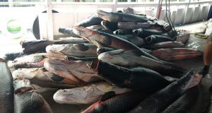 Mais de 15 toneladas de pescado apreendido é distribuído para pessoas em vulnerabilidadeMaterial doado para entidades assistenciais