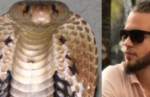 Com lesões no coração e braço necrosado, jovem picado por Naja acorda do comaAtaque mortal no DF