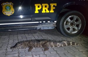 Jacaré é encontrado morto dentro de porta-malas na BR-174Crime ambiental