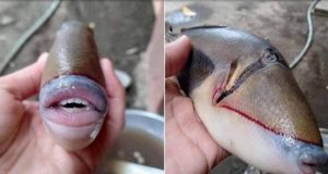Peixe com boca humana e lábios preenchidos é fato ou fake?A natureza não tem limites