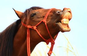 Pesquisadores brasileiros descobrem anticorpos de Covid em soro de cavaloPesquisas avançadas