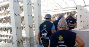 Charquearia é interditada em Rio Preto da EvaSegurança dos trabalhadores e risco de contaminação