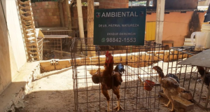 Polícia desmonta rinha de galos na zona sul de Manausanimais machucados