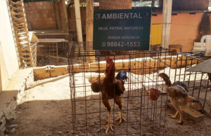 Polícia desmonta rinha de galos na zona sul de Manausanimais machucados