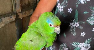 Em Manaus, homem é preso por manter animais silvestres em cativeiroNo local, foi constatada a presença de cerca de 80 animais silvestres e domésticos, sendo dentre eles um papagaio, marrecos, galos, galinhas, patos e um cachorro