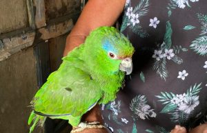 Em Manaus, homem é preso por manter animais silvestres em cativeiroNo local, foi constatada a presença de cerca de 80 animais silvestres e domésticos, sendo dentre eles um papagaio, marrecos, galos, galinhas, patos e um cachorro