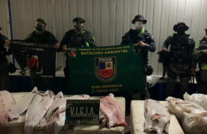 Polícia confisca duas toneladas de pirarucu em ManausIlegal