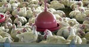 Brasil pede explicações à China sobre frango supostamente contaminadoSegundo ministério, embalagens congeladas não transmitem covid-19