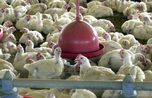 Brasil pede explicações à China sobre frango supostamente contaminadoSegundo ministério, embalagens congeladas não transmitem covid-19