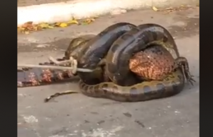 Vídeo: Sucuri gigante imobiliza jacaré em condomínio da Ponta NegraSem chances de defesa