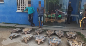 Polícia salva 10 tartarugas de virar sarapatel no Amazonas