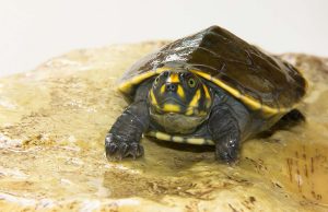 Contrabandista de ovos de tracajá leva multa de R$ 550 mil em CoariSe lascou