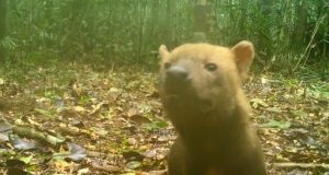 Espécie raríssima, cachorro-vinagre é filmado no Rio NegroPesquisadores divulgam imagens