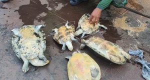 50 ovos e cinco tracajás salvos da panela em Coari
