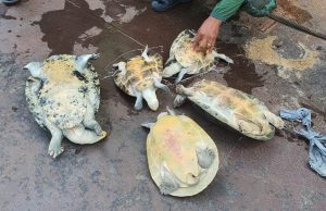 50 ovos e cinco tracajás salvos da panela em Coari