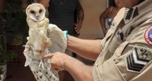 Coruja resgatada em Parintins é devolvida à natureza