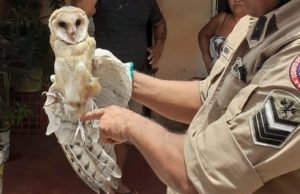 Coruja resgatada em Parintins é devolvida à natureza