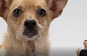VÍDEO: Vira-lata Caramelo faz sucesso defendendo Lobo-Guará nas redes sociaisAmigo do homem