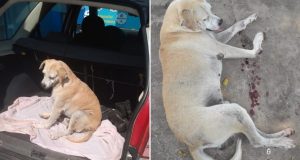 Povo de Silves se une para salvar cãozinho Sorriso, arremessado da altura de 7 metros