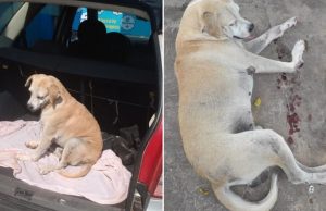 Povo de Silves se une para salvar cãozinho Sorriso, arremessado da altura de 7 metros