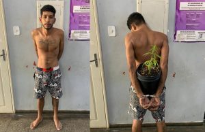 Abandonado pelos parças, Francisco é preso com sua muda de maconhaSozinho