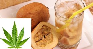 Índios tomam garrafada de jenipapo com maconha para curar a CovidMedicina tradicional indígena