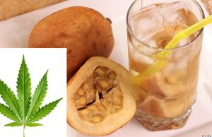 Índios tomam garrafada de jenipapo com maconha para curar a CovidMedicina tradicional indígena