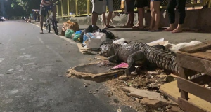 Jacaré é covardemente assassinado a pauladas no CoroadoNo meio do lixo