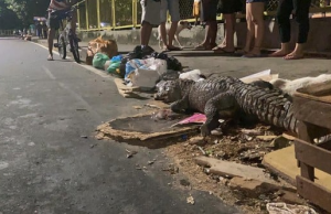 Jacaré é covardemente assassinado a pauladas no CoroadoNo meio do lixo