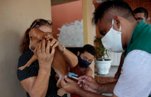 Campanha de vacinação antirrábica para cães e gatos já está nas ruas de ManausAtenção com o seu bichinho