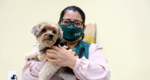 Vacinação gratuita antirrábica começa nesta terça em ManausAtenção aos PETS