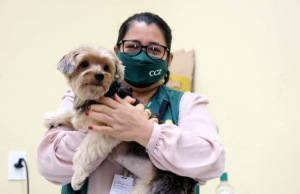 Vacinação gratuita antirrábica começa nesta terça em ManausAtenção aos PETS