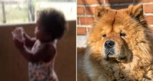 Tragédia; bebê de 1 ano morre após ser atacada por Chow-chow