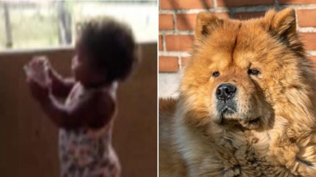 crianca-chow-chow