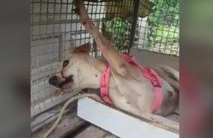 Em Manaus, homem dá golpe de terçado em focinho de cadela por ‘pura maldade’'Nina' se abrigava em uma casinha improvisada e estava assustada